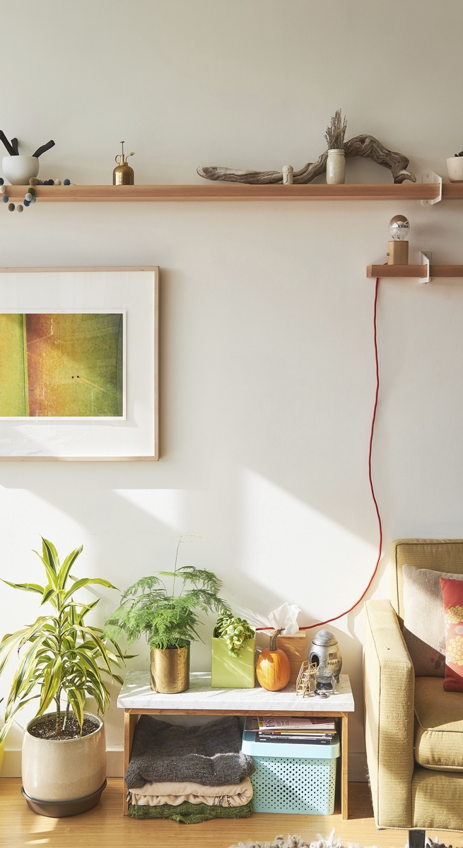 indoor plants for small apartments